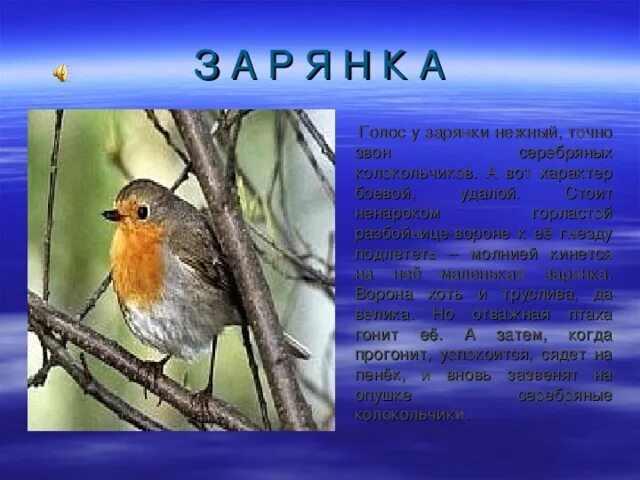 Решите судьбу зарянки. Птичка зарянка описание. сочинение про птицу зарянка. сочинение про птичку зарянку. характер зарянки.