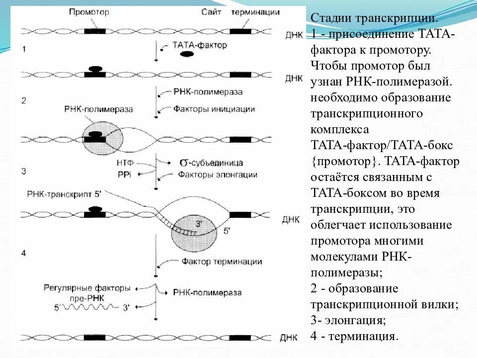 Схема процесса транскрипции инициация. Стадии транскрипции РНК инициация. Стадии инициации транскрипции у эукариот. Транскрипция у эукариот инициация элонгация терминация. Установите последовательность этапов транскрипции присоединение