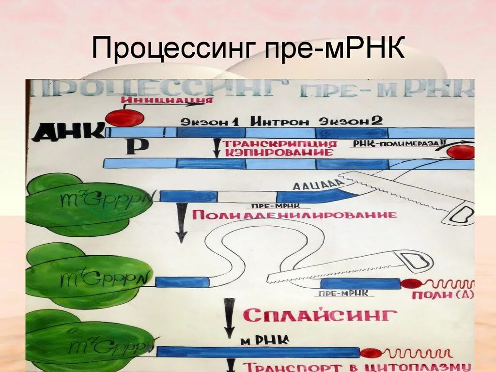 Процессинг пре-МРНК. Процессинг матричной РНК. Пре м РНК. Этапы процессинга у эукариот. Последовательность этапов процессинга