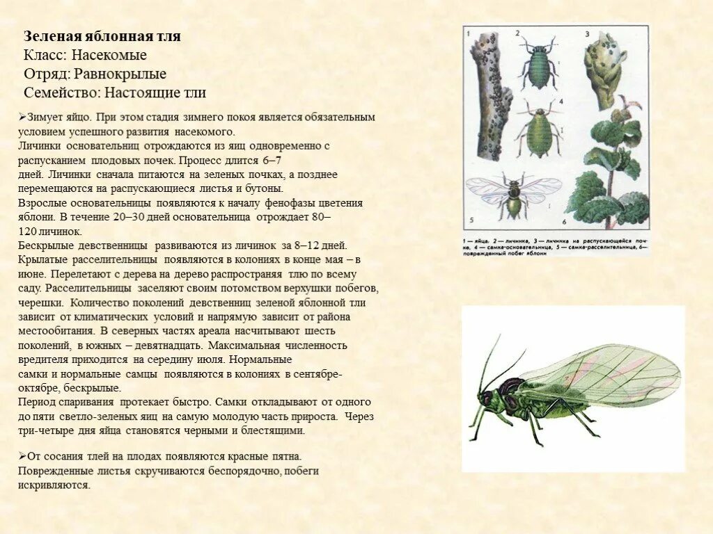 Тля тип развития. Тля описание вредителя. тип тли яблонной. зелёная яблонная тля яйца. зеленая яблонная тля имаго.