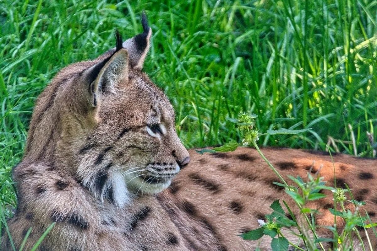 Рысь Линкс. Евроазиатская Рысь. Рысь Felis Lynx l.. Восточно Сибирская Рысь. Света рысь