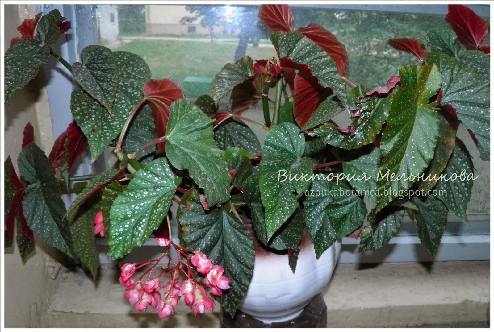 Бегония коралловая прищипка. Бегония как формировать. Бегония уксусная. Бегония королевская крупнолистная. Бегония коралловая черенки.