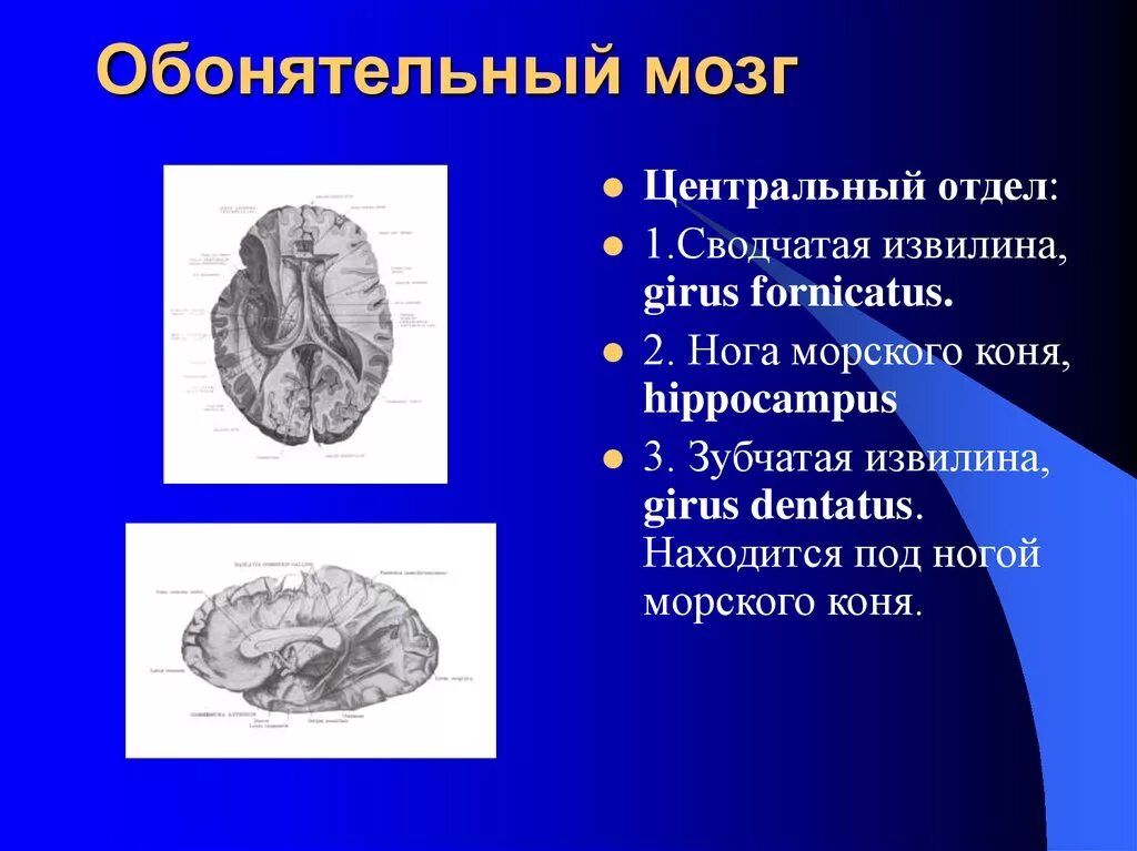 Обонятельный мозг. Обонятельный мозг зубчатая извилина. Обонятельный мозг сводчатая извилина. Обонятельный мозг Центральный и периферический отделы. Обонятельный мозг гиппокамп.