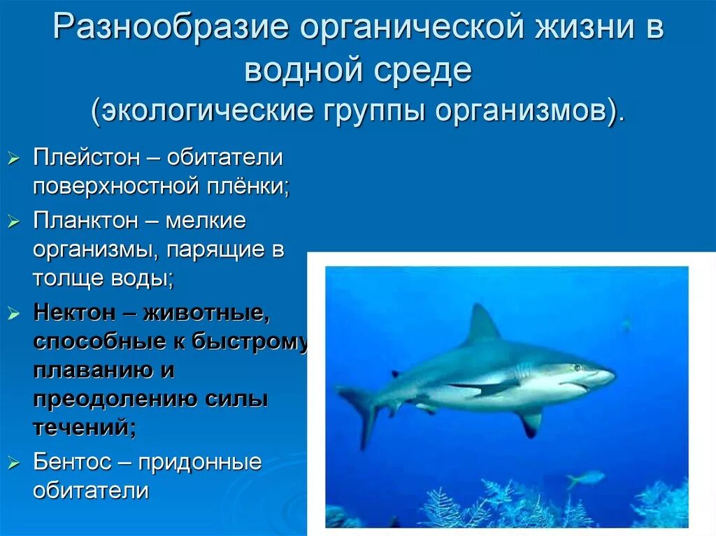 Черты приспособленности организмов к водной среде обитания. Обитатели водной среды обитания. Экологические группы водных. Приспособления к водной среде обитания. Водная среда обитания организмов.