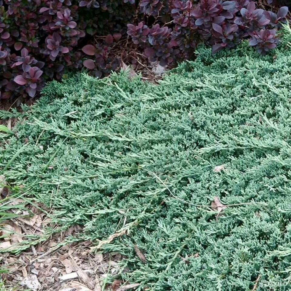 Можжевельник айс блю фото. Juniperus horizontalis icee blue. можжевельник айс блю. можжевельник горизонтальный айс блю. можжевельник icee blue.