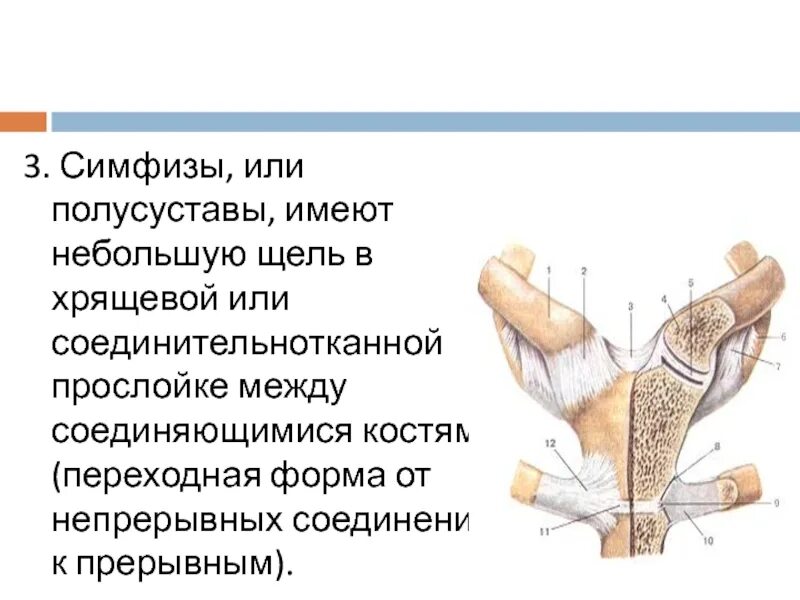 Лобковые кости соединение. Полусуставы соединения лонные кости. Полусуставы симфизы. Симфиз строение. Симфиз на человеке.