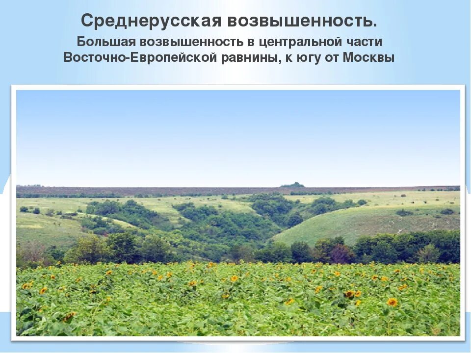 Среднерусская возвышенность рельеф. Смоленско Московская возвышенность абсолютная высота. Древне русская возвышенность. Среднерусская возвышенность возвышенность.