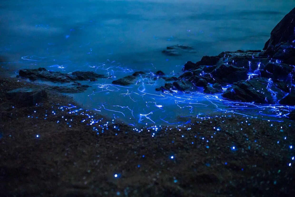 Вода ночью светится. Водоросль ночесветка черное море. Планктон ночесветка. Биолюминесценция планктона. Остров Ваадху Мальдивы.