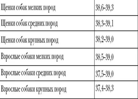 Какая температура у собак чихуахуа