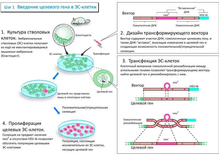 Методы введения днк. Трансфекция эмбриональных стволовых клеток. Способы введения Гена в клетку. Введение ДНК В клетку. Геном клетки.