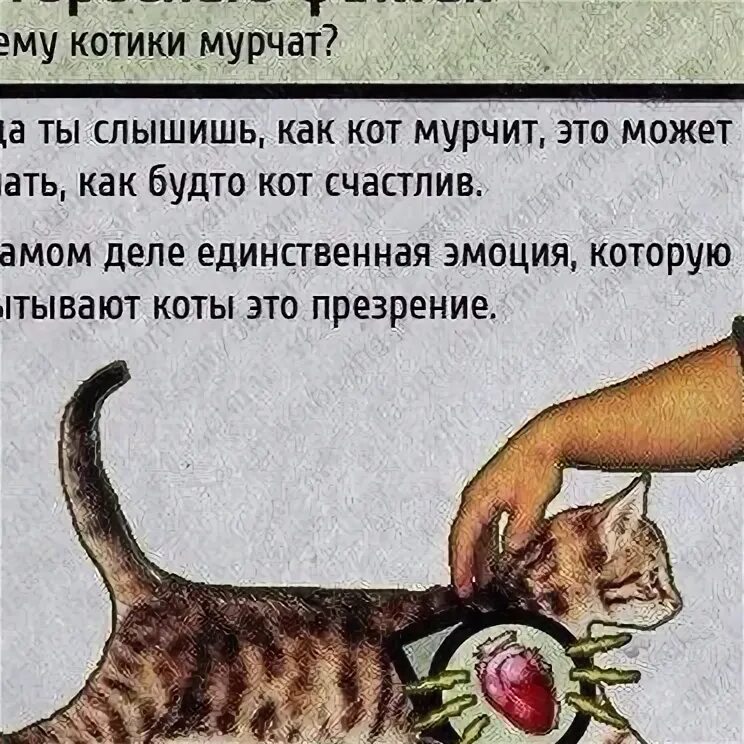 Почему котята мурчат. Почему коты мурчат. Как мурчат коты и почему. Почему кот мурчит. Почему коты мурлыкают.