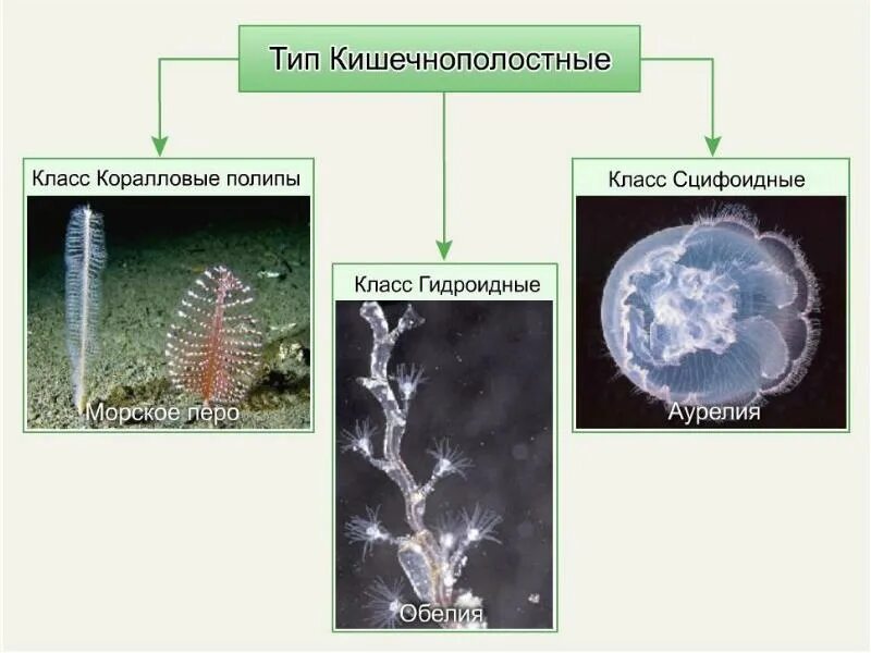 Тип Кишечнополостные. Кишечнополостные представители. Тип Кишечнополостные представители. Класс Гидроидные полипы представители. Группы организмов кишечнополостные