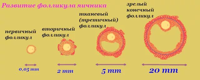 Какого размера должны быть фолликулы. Строение доминантного фолликула. Размер яйцеклетки при овуляции. Диаметр яйцеклетки. Размер зрелого фолликула.