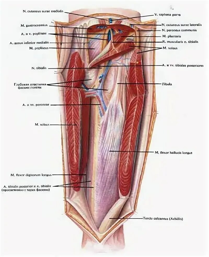 Груберов канал. Задняя область голени, голено-подколенный канал (Грубера). Canalis cruropopliteus анатомия. Канал Пирогова на голени топографическая анатомия. Топография голени топографическая анатомия.