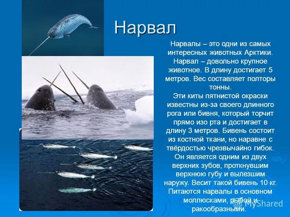 животные арктики 1 класс окружающий мир. животные арктики 1 класс окружающий мир. сеаерныесеаерные животные. животные холодного пояса. сведение животном в арктике.