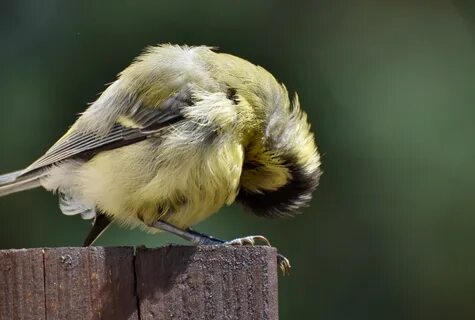 Small bird