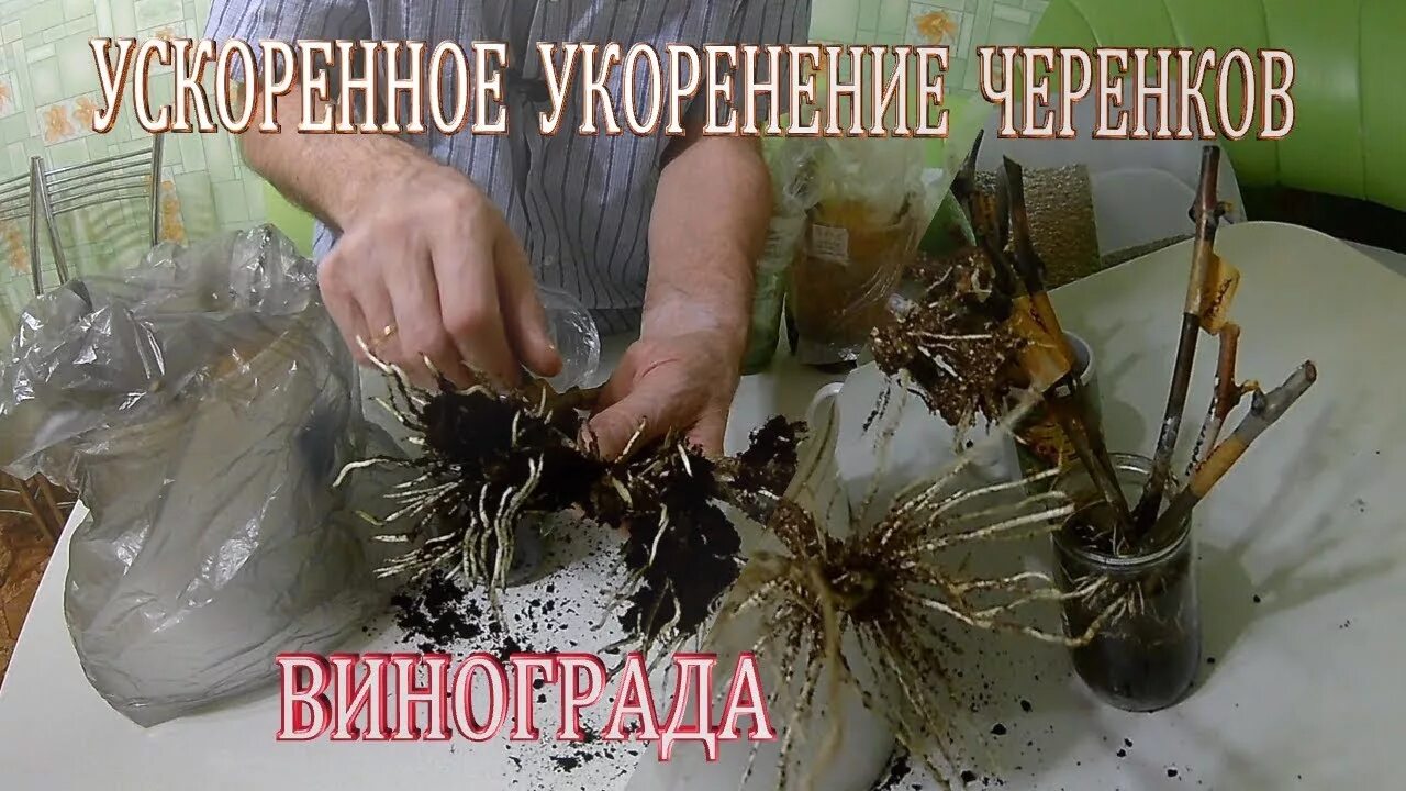 Что использовать для укоренения черенков. Укоренение черенков винограда. прорастить черенки винограда. чубуки винограда укоренение. проращивание черенков винограда.