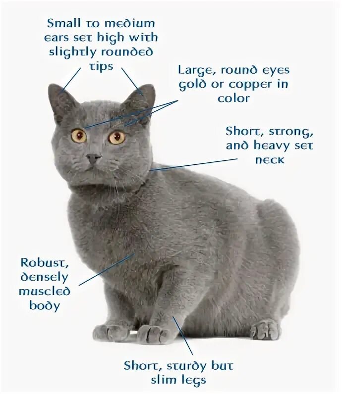 Рассмотрите фотографию кошки породы британская и выполните. Британская короткошёрстная кошка шартрез. Шартрез британец и русская голубая отличия. Картезианская кошка шартрез. Скоттиш шартрез кошка.