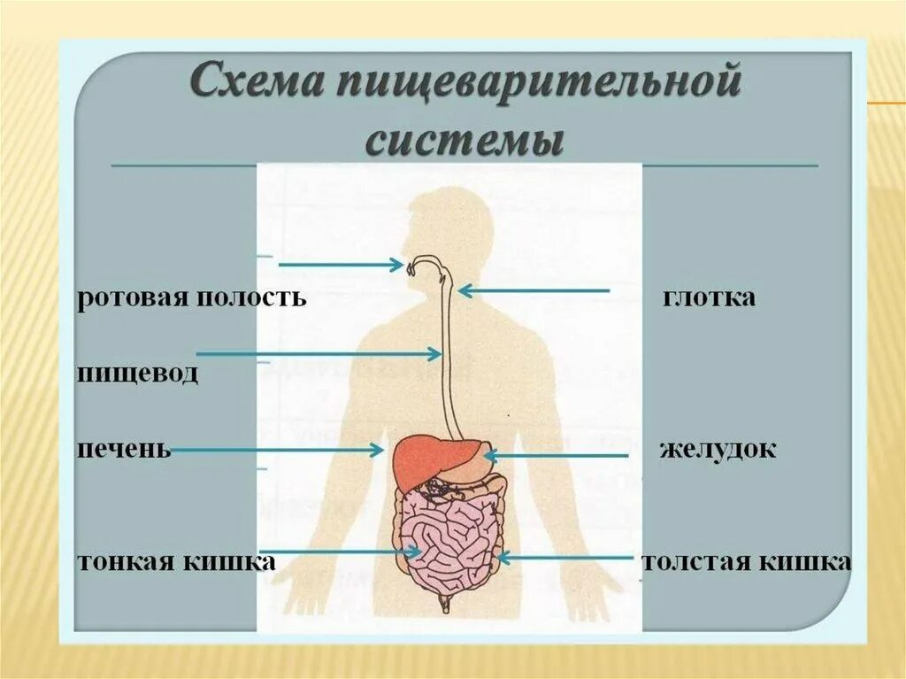 Схема строения человека 4 класс. Пищеварительная система схема начальная школа. Пищеварительная система схема 4 класс. Пищеварительная система схема 3 класс. Пищеварительная система человека схема 3 класс окружающий мир.