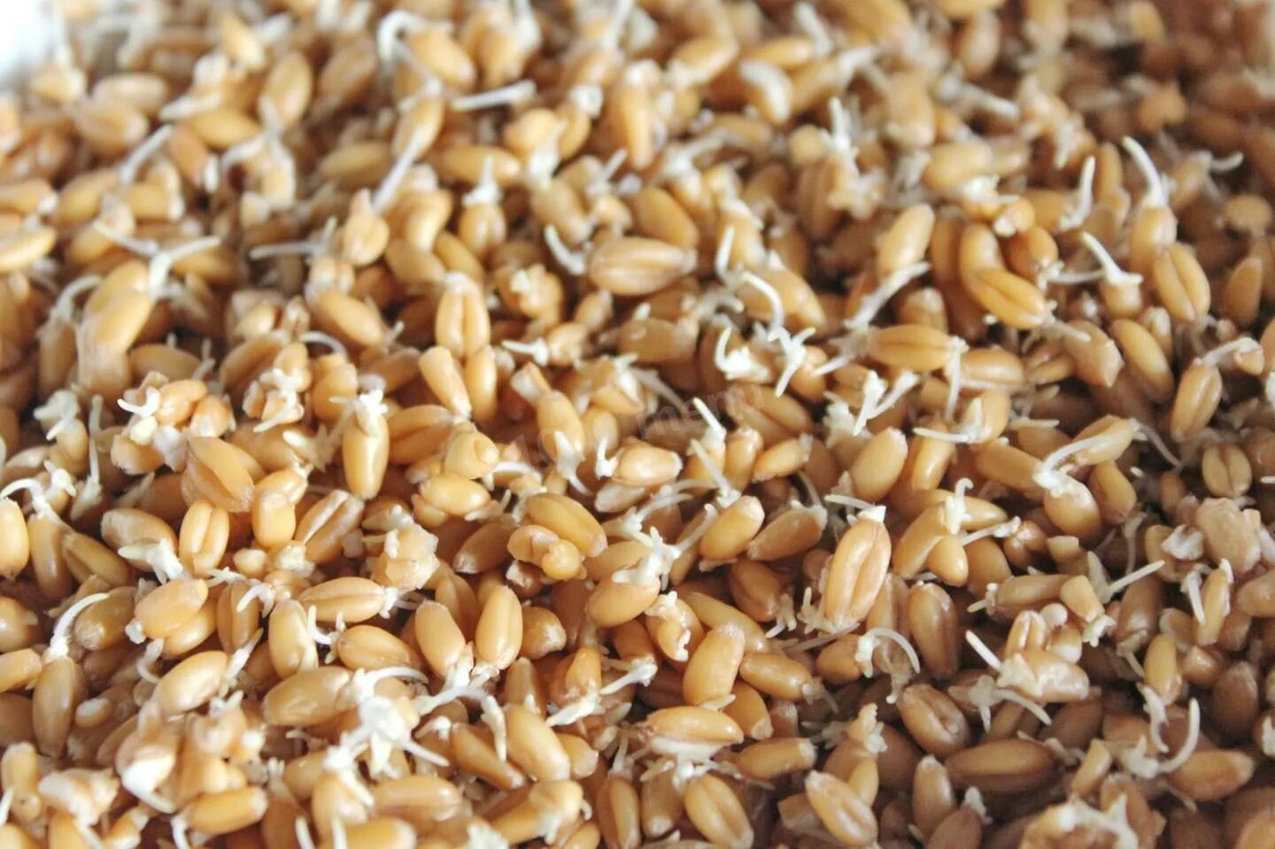 Прорастить пшеницу в домашних для кур. Солод пшеничный пророщенный. Пророщенная пшеница. Проросшие зерна пшеницы. Пророщенная пшеница для самогона.