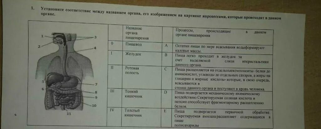 С отнести названия органов с названиями. Соотнести название органов. Соотнесите название органов с их изображением на рисунке. Соотнесите название органа с его функцией.