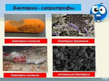 Бактерии гниения относят к группе