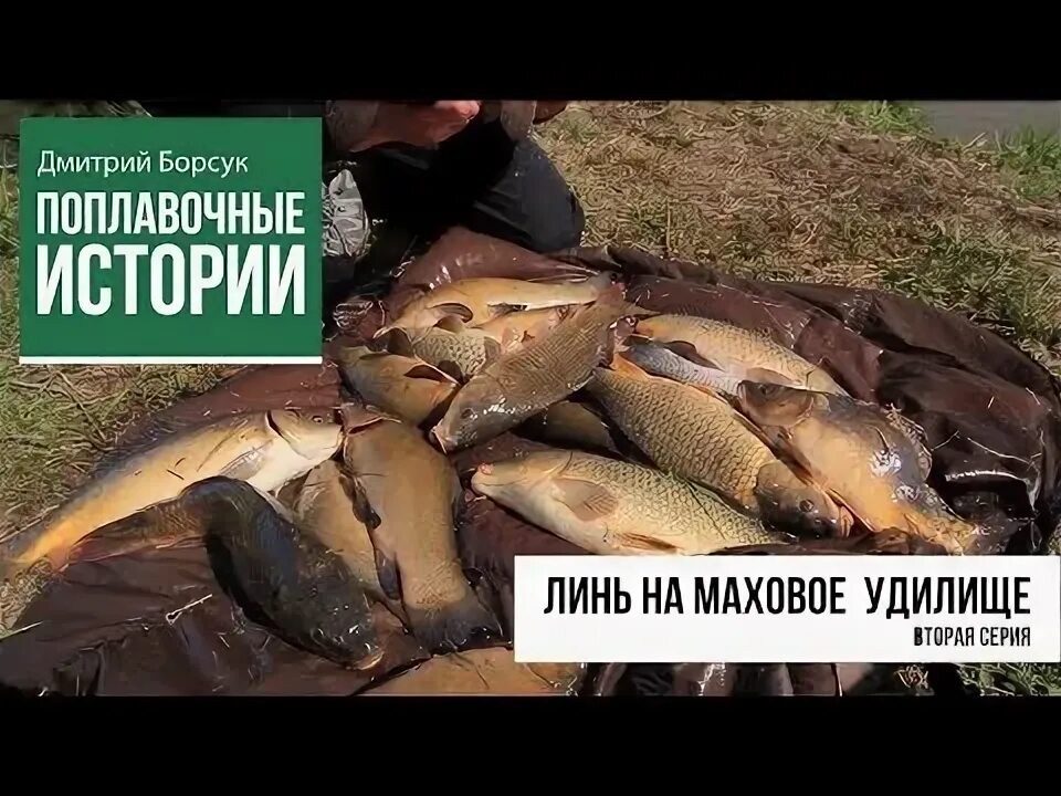 Линь на поплавочную удочку видео
