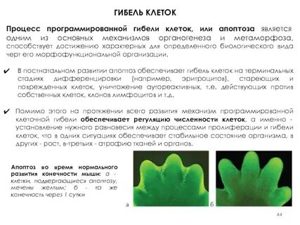 Причины гибели клетки