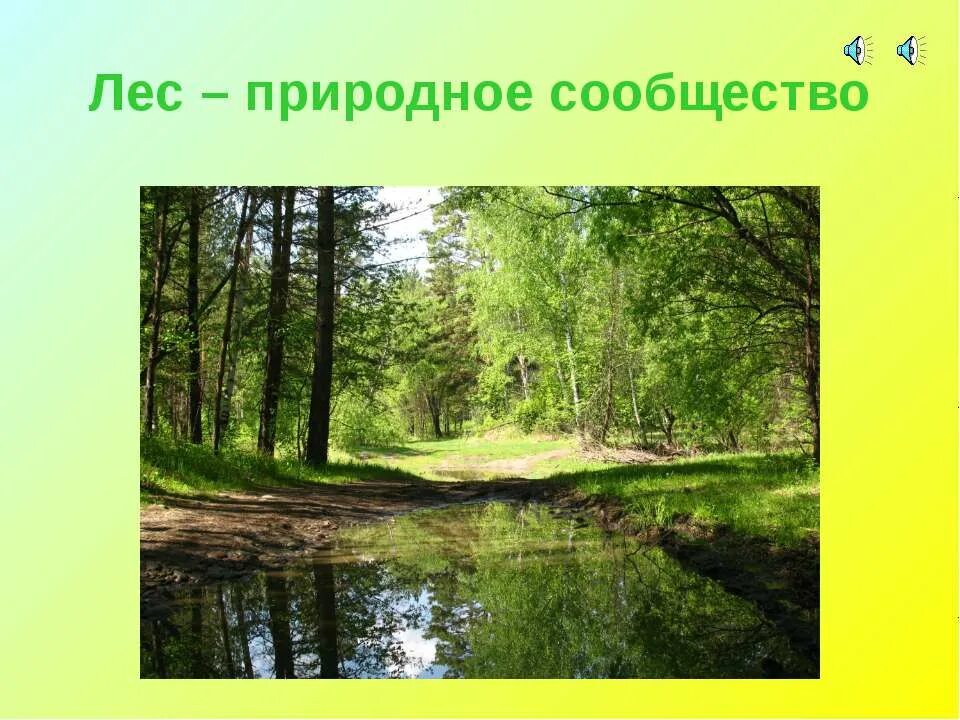 Природное сообщество лес. Проект природное сообщество лес. Название природного сообщества – лес.. Природное сообщество лес презентация.