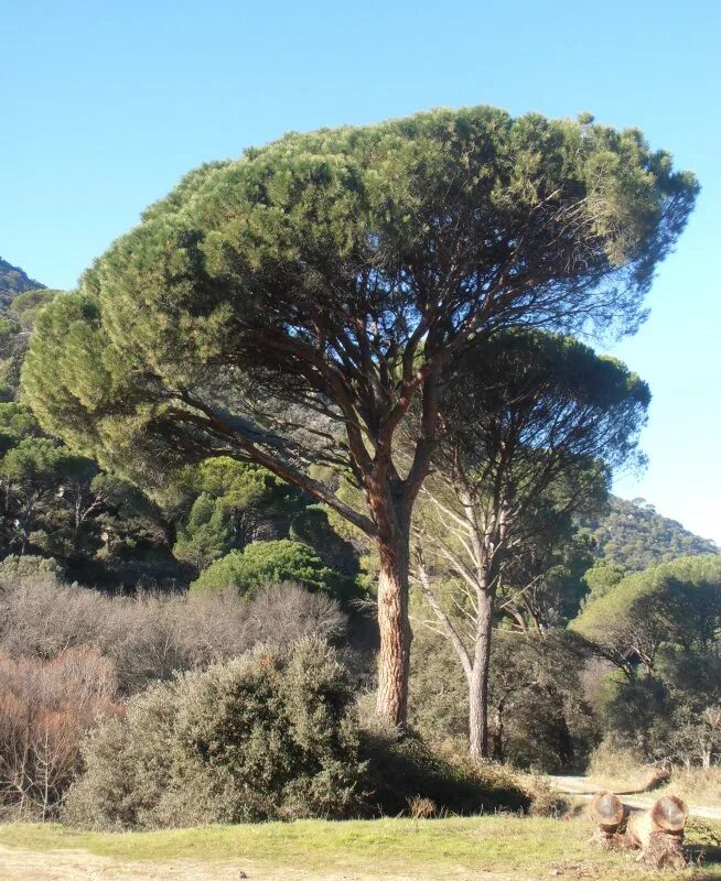 Пиния это. Пиния (Pinus pinea). Средиземноморская сосна Пиния. Сосна Монтесумы (Pinus montezumae. Средиземноморская сосна Везувий.