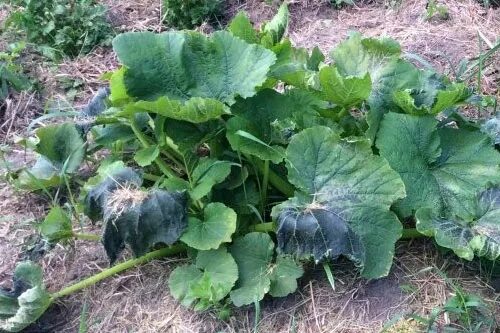 После кабачков. Уход весной за кабачком. Что сажать после кабачков. Севооборот в огороде таблица планирование посадки овощей. После кабачков.