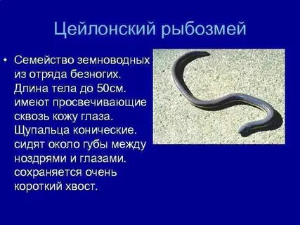 Безногим фото
