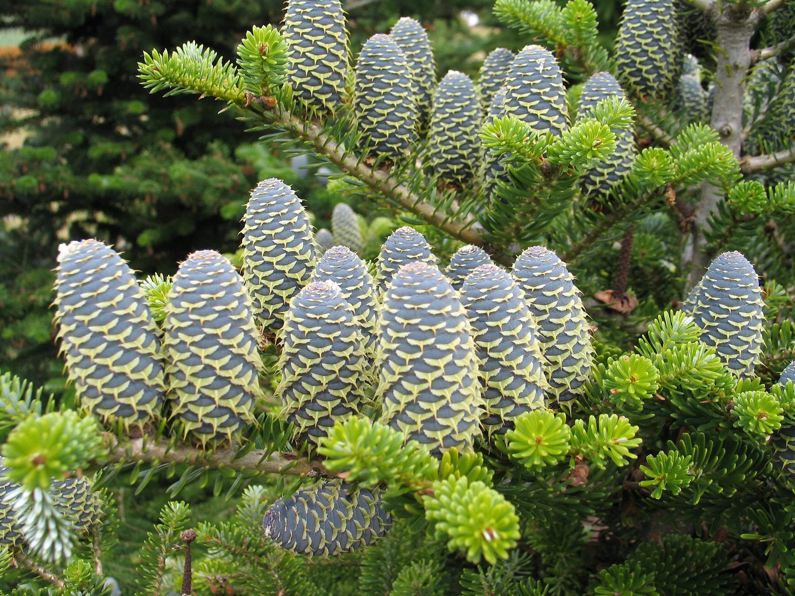 Пихта Нобилис. Пихта Abies Alba pyramidalis. Пихта корейская тис.