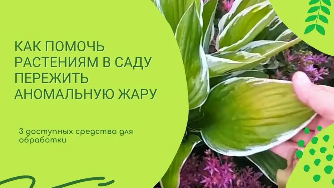 Я спасаюсь от цветка испытаний 24. Препараты антистресс для растений. Антистресс для растений в жару. Антистресс препарат растительный. Препарат антистресс для растения Флатон.