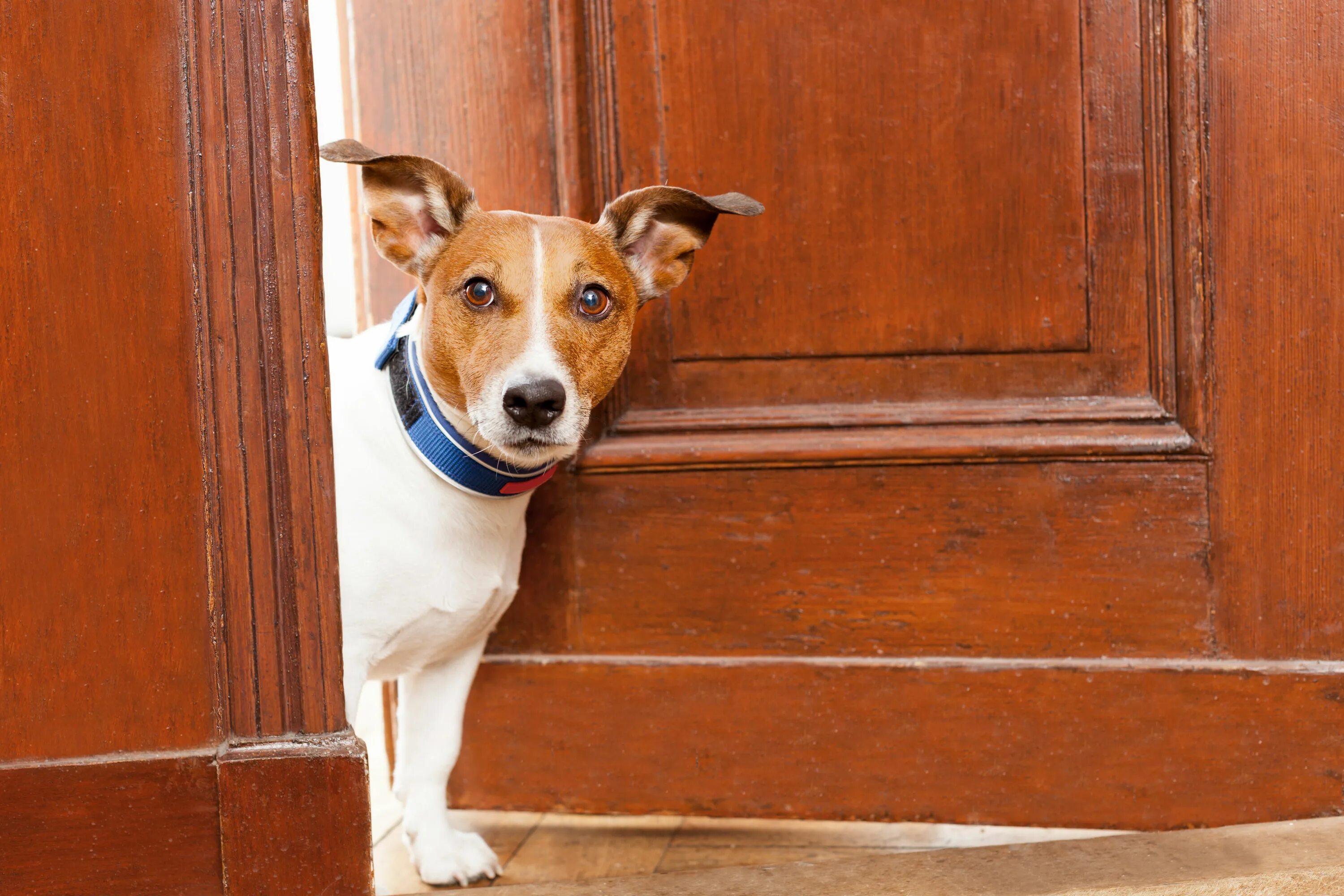 Извините нахожусь. Jack Russell Terrier Bark. Собака выглядывает. Собака выглядывает из за угла. Собака выглядывает из двери.