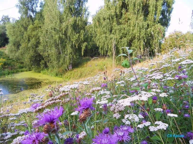 Фотопейзажи сергея краева. Полевые растения подмосковья. Луг с кустарником. Луговая подмосковье. Мыльнянка базиликолистная.