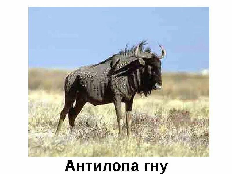 Антилопа гну живет. Антилопа гну. стадо антилоп гну. сообщение про гну. антилопа природная зона обитания.