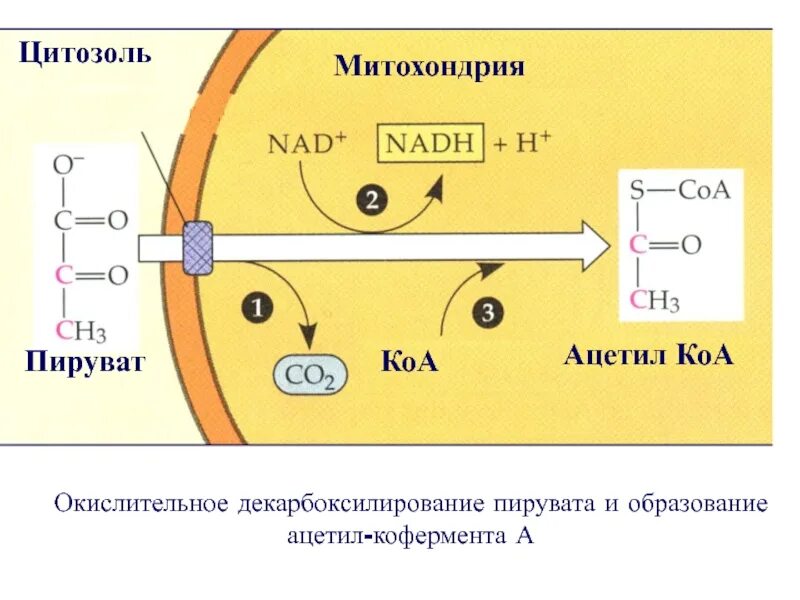 Схема окисления пирувата. Окислительное фосфорилирование пирувата. Окислительное расщепление пирувата. Схема полного окисления пирувата.
