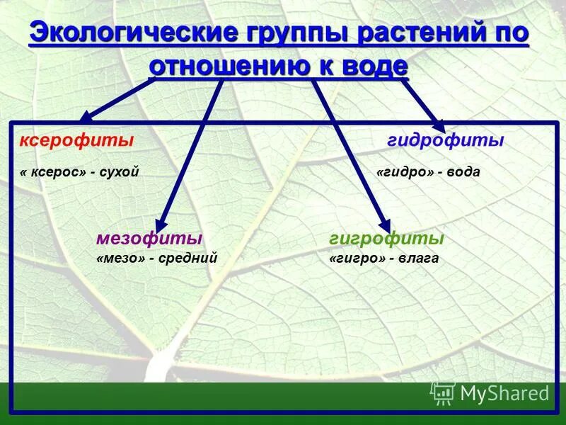 Природная группа. Экологические группы ксерофитов. Гидрофиты мезофиты ксерофиты. Экологические группы растений 6 класс биология. Экологические группы растений по отношению к воде.