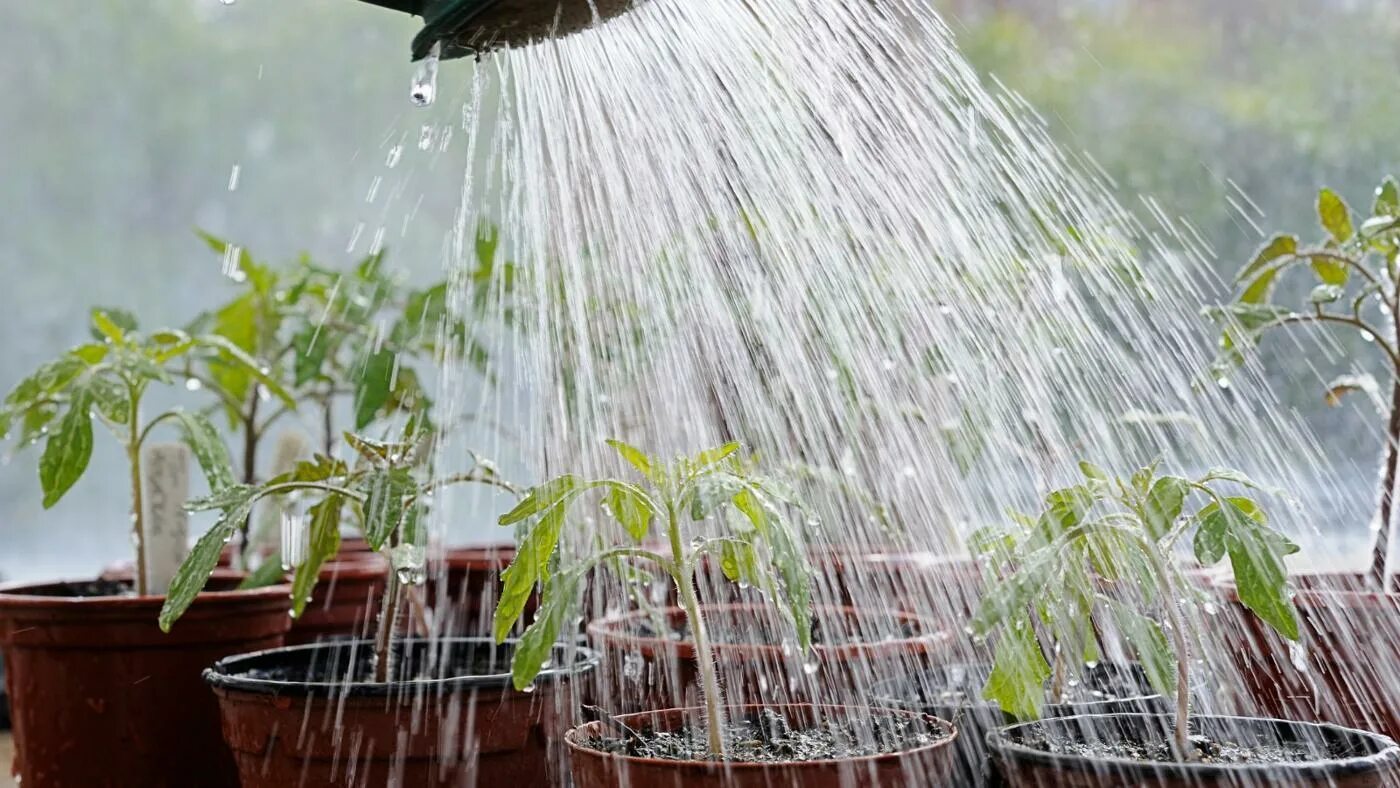 We were watering the plants. Растение под душем.