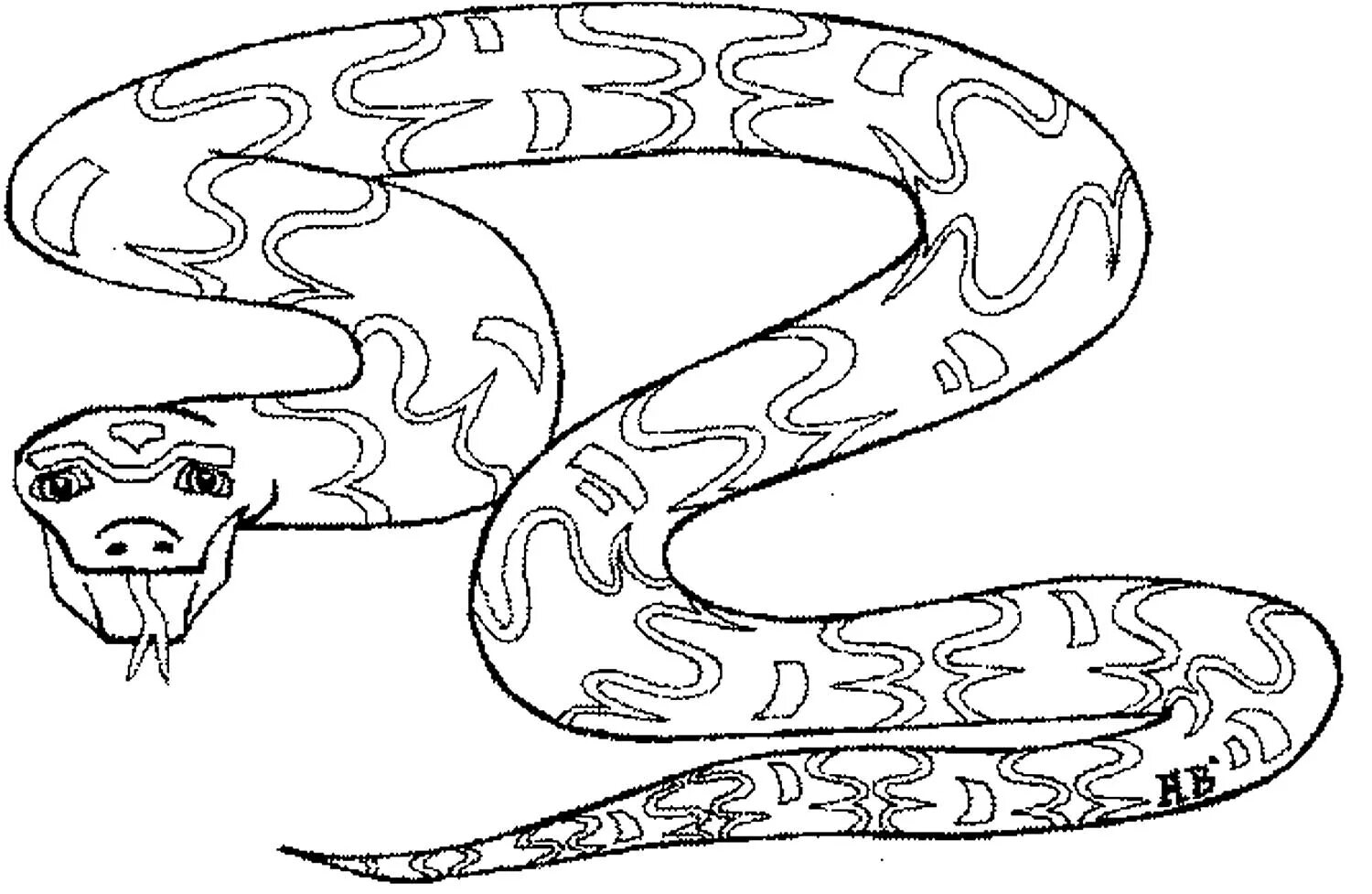 Шаблон питон. Змея раскраска для детей. Питон рисунок. Раскраски змей. Раскраска змеи для детей.