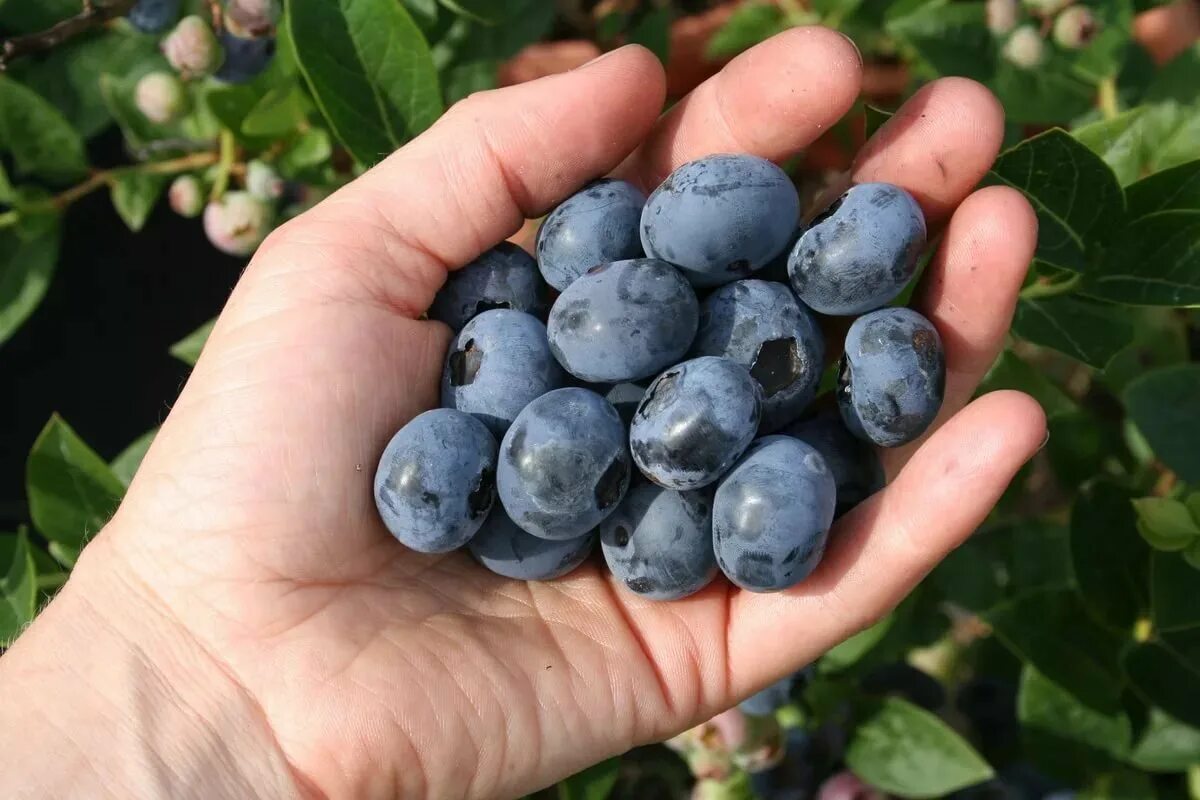 Самые вкусные сорта голубики. Голубика высокорослая Либерти. Голубика сорт Норт Блю. Голубика Торо Патриот Блюкроп. Голубика Садовая Патриот.