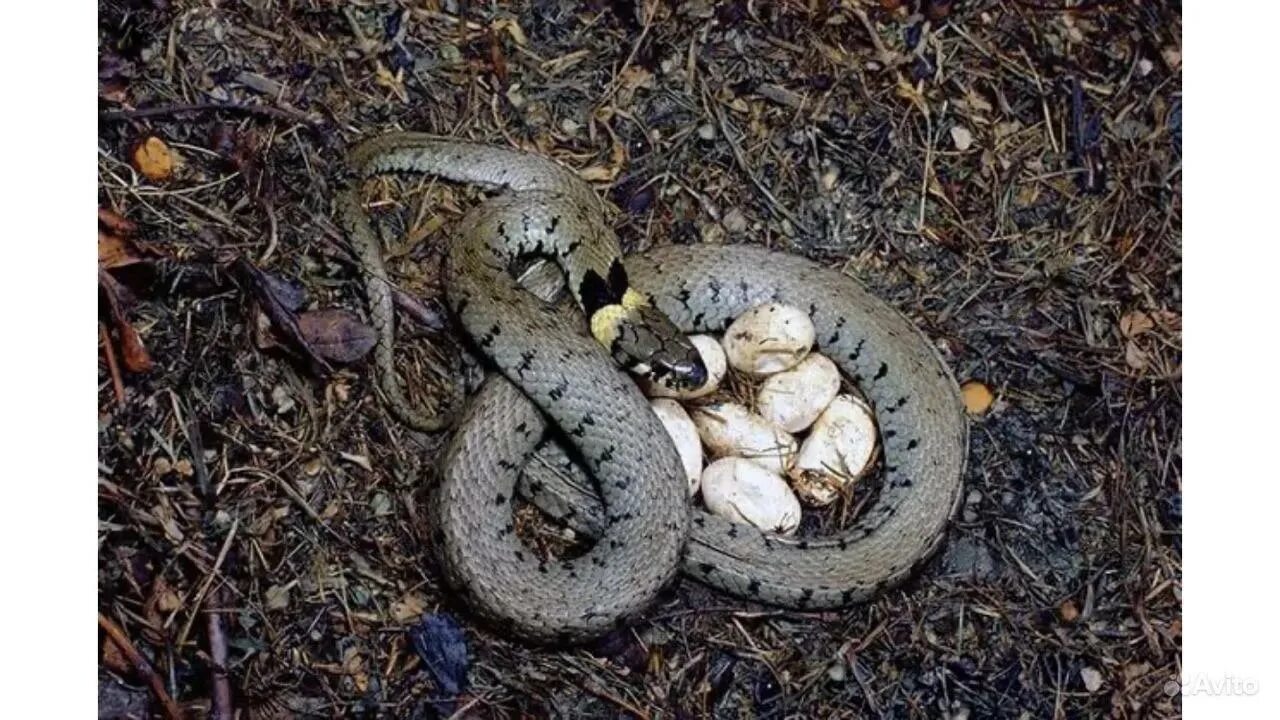 Какие яйца змей. Яйцеживорождение гадюка. Змеиное гнездо гадюки. Живородящие змеи гадюки. Обыкновенный уж откладывает яйца.