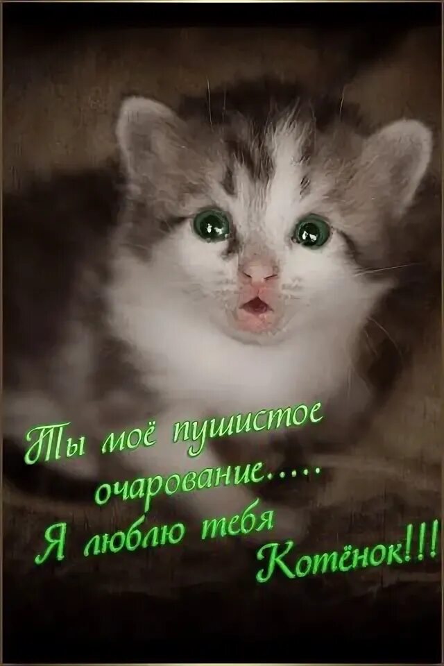Мой коте. Я тебя люблю котенок. Мой коте. Я тебя люблю котенок. Я люблю котят.