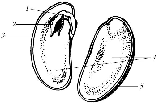 Почечка фасоли. Строение двудольного семени. Семя фасоли без подписей. Рисунок двудольного семени фасоли. 3 Семядоли.