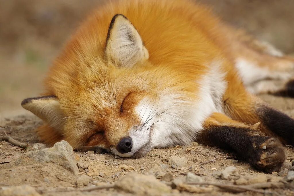 Рыжая лиса во сне. Хорни Лисичка. Спящий Лис. Спящий Лисенок.