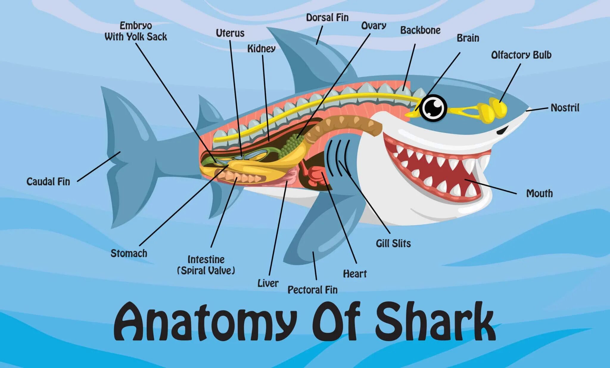Какой мозг у акулы. Анатомия акулы. Строение акулы. Внутреннее строение акулы. Анатомия акулы акулы.
