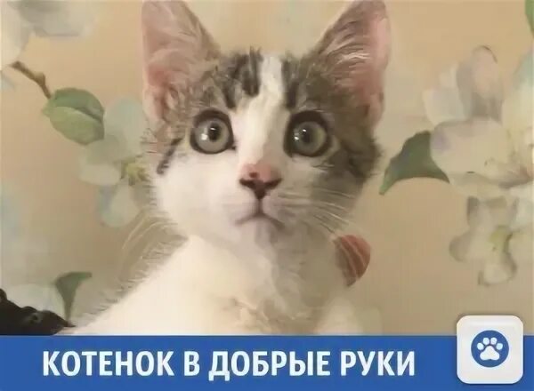 Котенок в добрые руки брянск. Котята в добрые руки Сочи. Кот в добрые руки Мурманск. Кот в добрые руки Суворове.