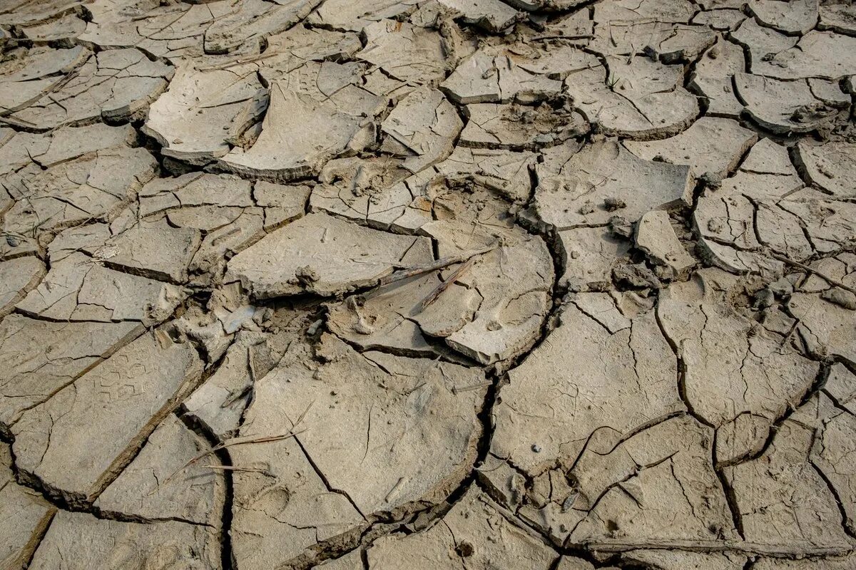 Засуха. Засуха в России. Засуха в поле. Осенняя засуха.