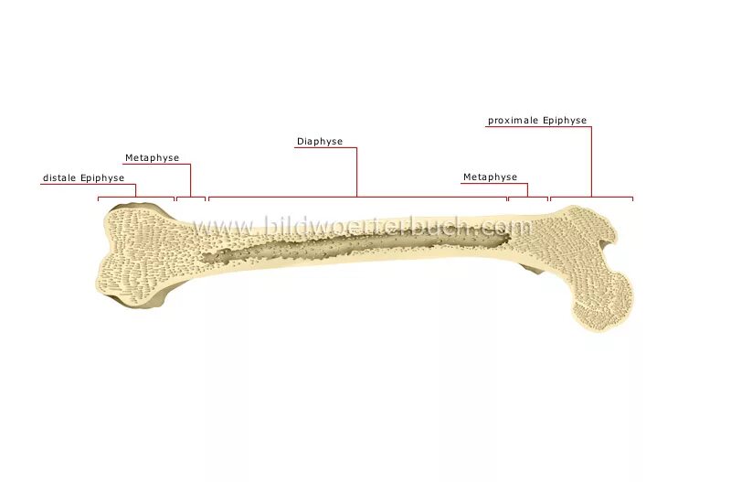 Long bone. Физис кости. Femur diaphysis. Structure of long Bone.. Parts of Bone.